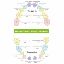 Load image into Gallery viewer, Baby Teeth Keepsake